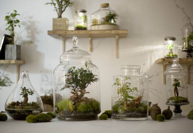 Many terrarium  in glass containers