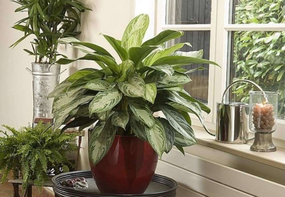 Air-filtering plants, from Rustica - BnbStaging the blog