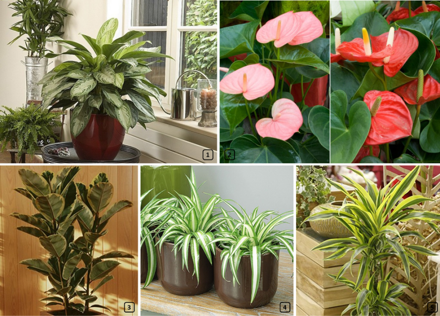 Air purifying plants