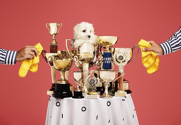 Table with trophies and a dog
